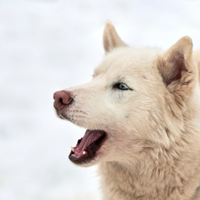 How To Get Your Dog To Stop Barking