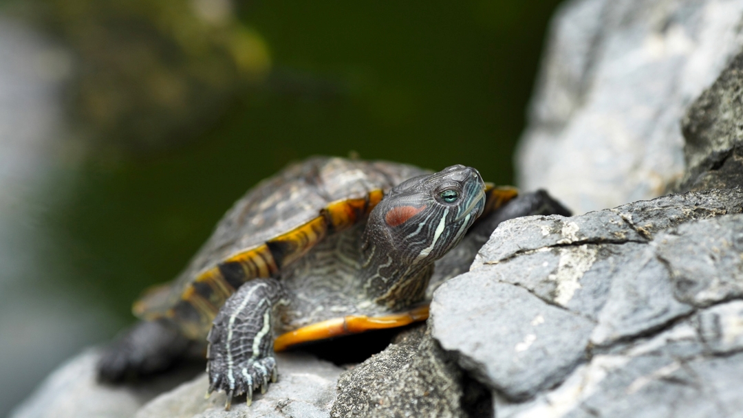 Turtle Retrieving Dogs Reptiles > Pet Turtles | Portland Dog Trainer