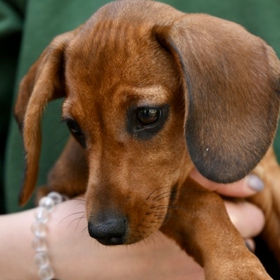 Two Puppies Or One?