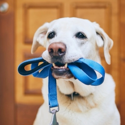 Leash Training Your Dog An Overview