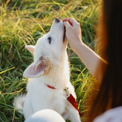 About Dog Behaviorist