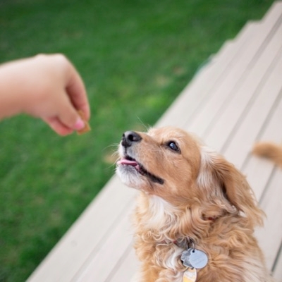 Using Food In Dog Training