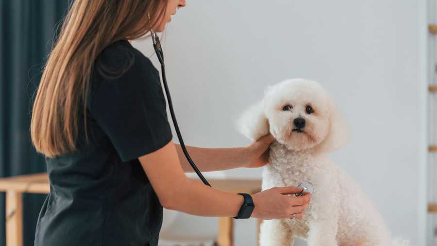 What Is Pet Insurance?