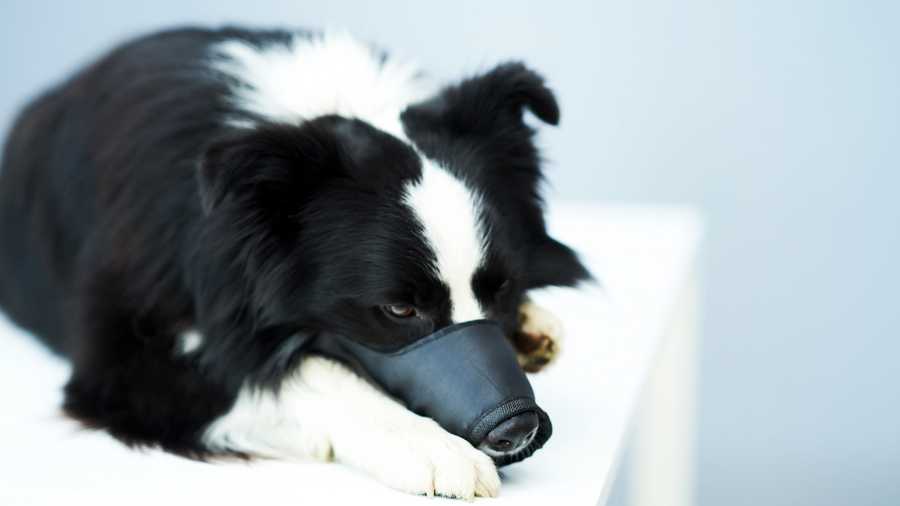 Training Your Dog To Wear A Basket Muzzle