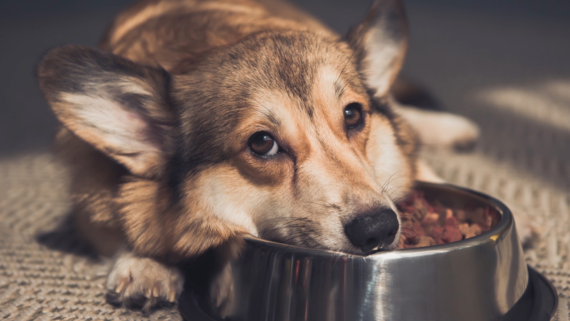 Pet Food Safety (Raw Food)