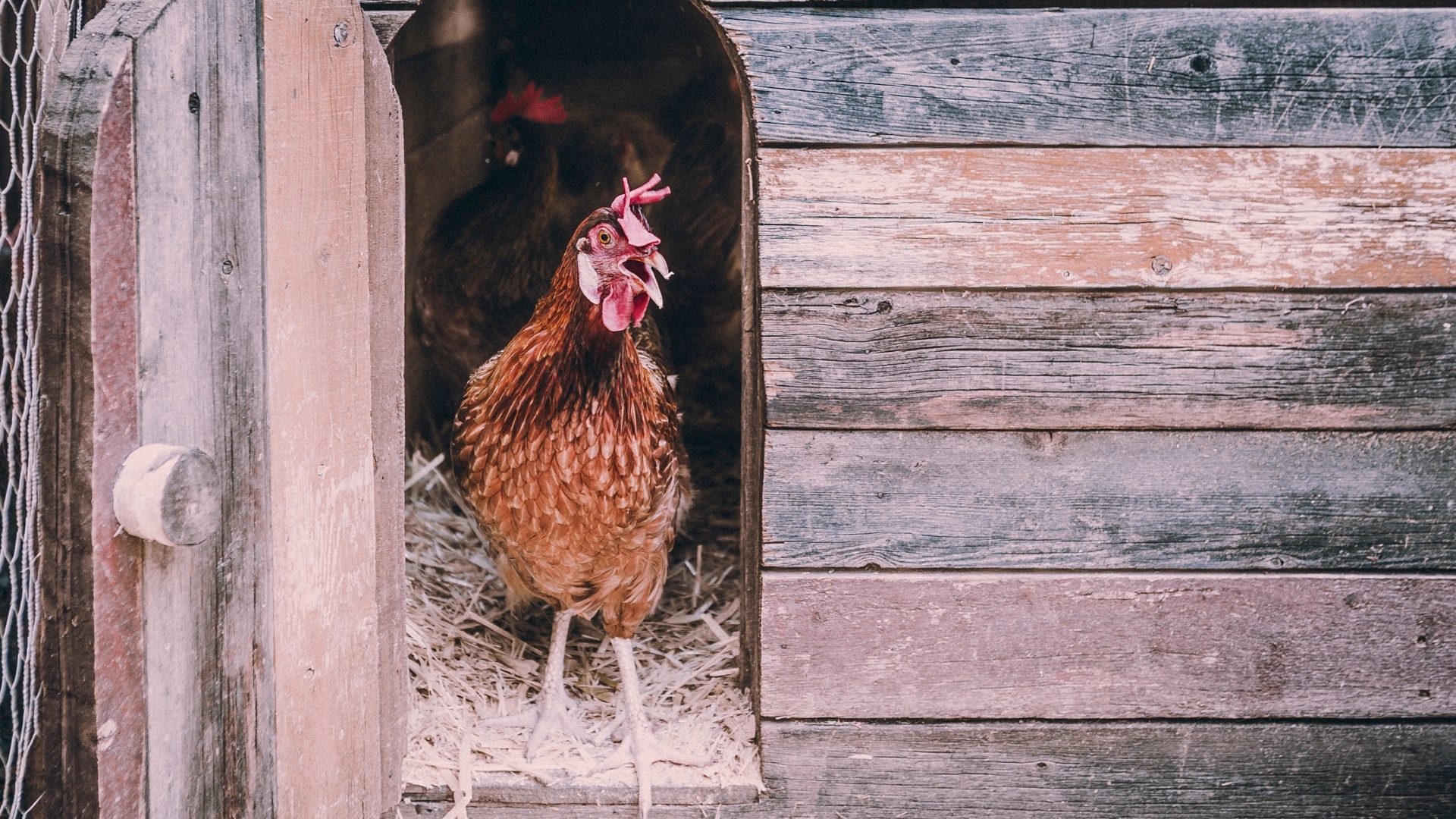 Are You Considering Backyard Poultry? Chickens, Ducks, Geese, Guinea Fowl, Or Turkeys