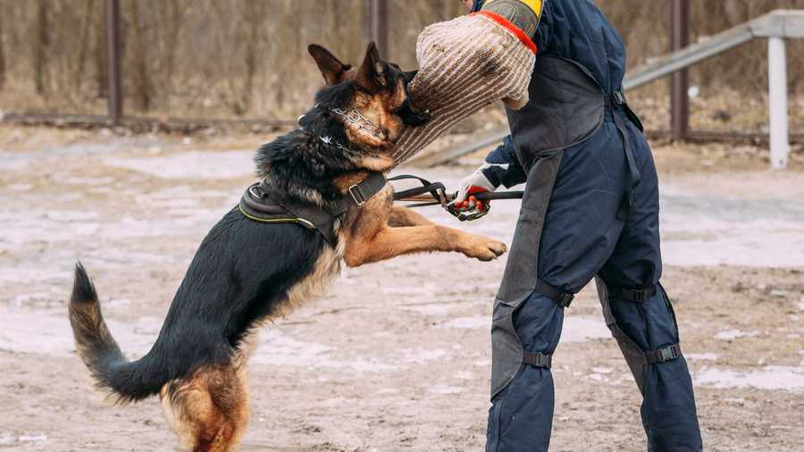 CIA's Top Ten (10) Dog Training Tips