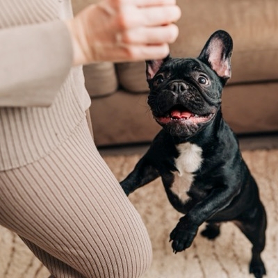 Potty Training Your Puppy