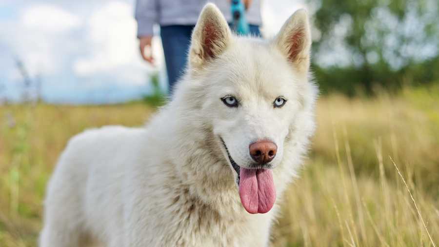 Introducing A New Dog To Resident Animals