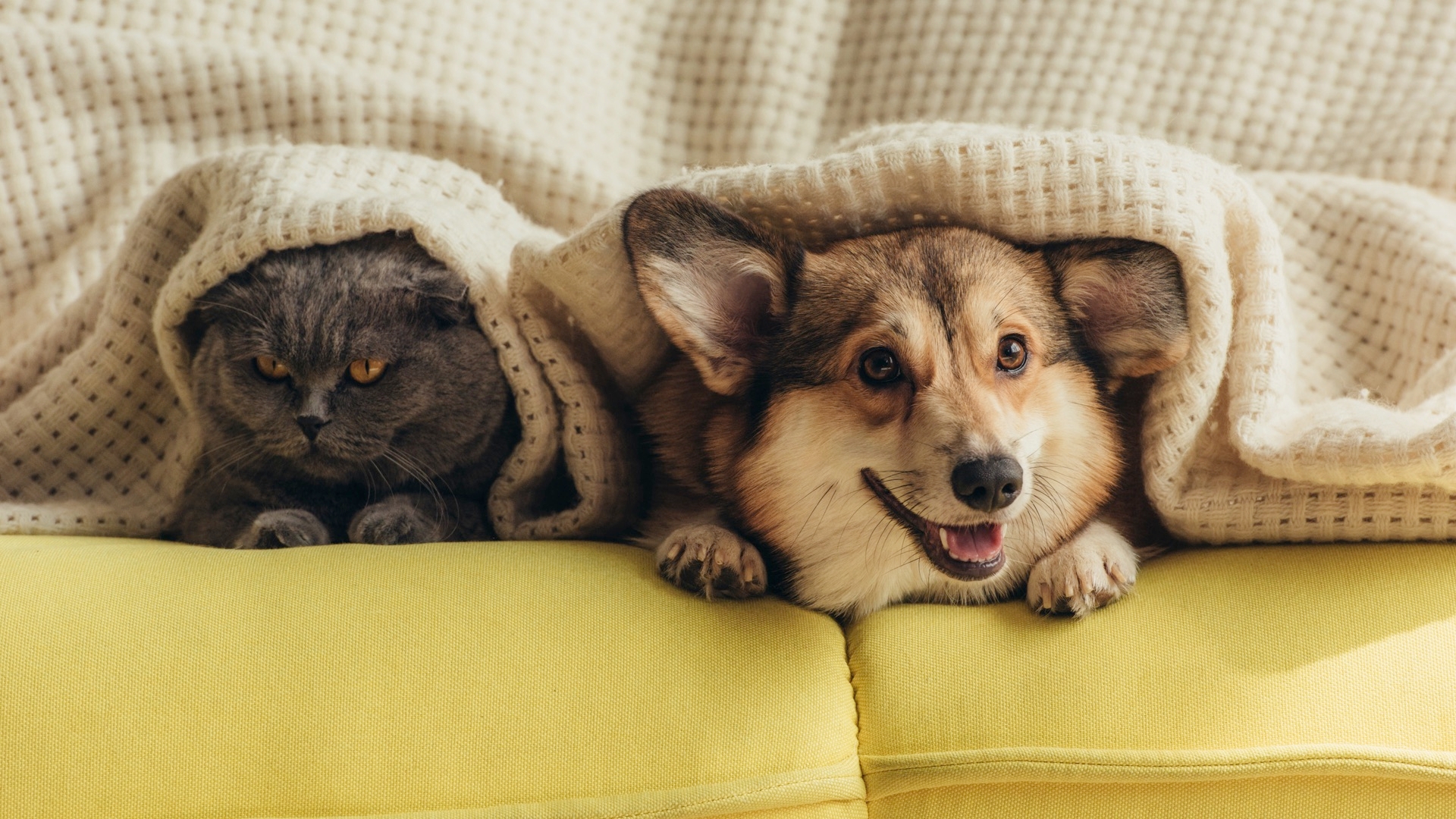 Introducing A New Cat To A Resident Dog, Animal Interactions