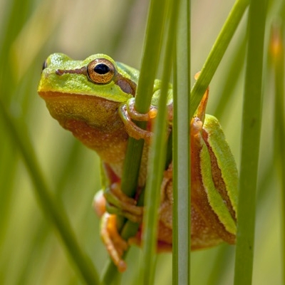 A Warning About Venomous Reptiles And Amphibians Are You Considering A Reptile Or An Amphibian?