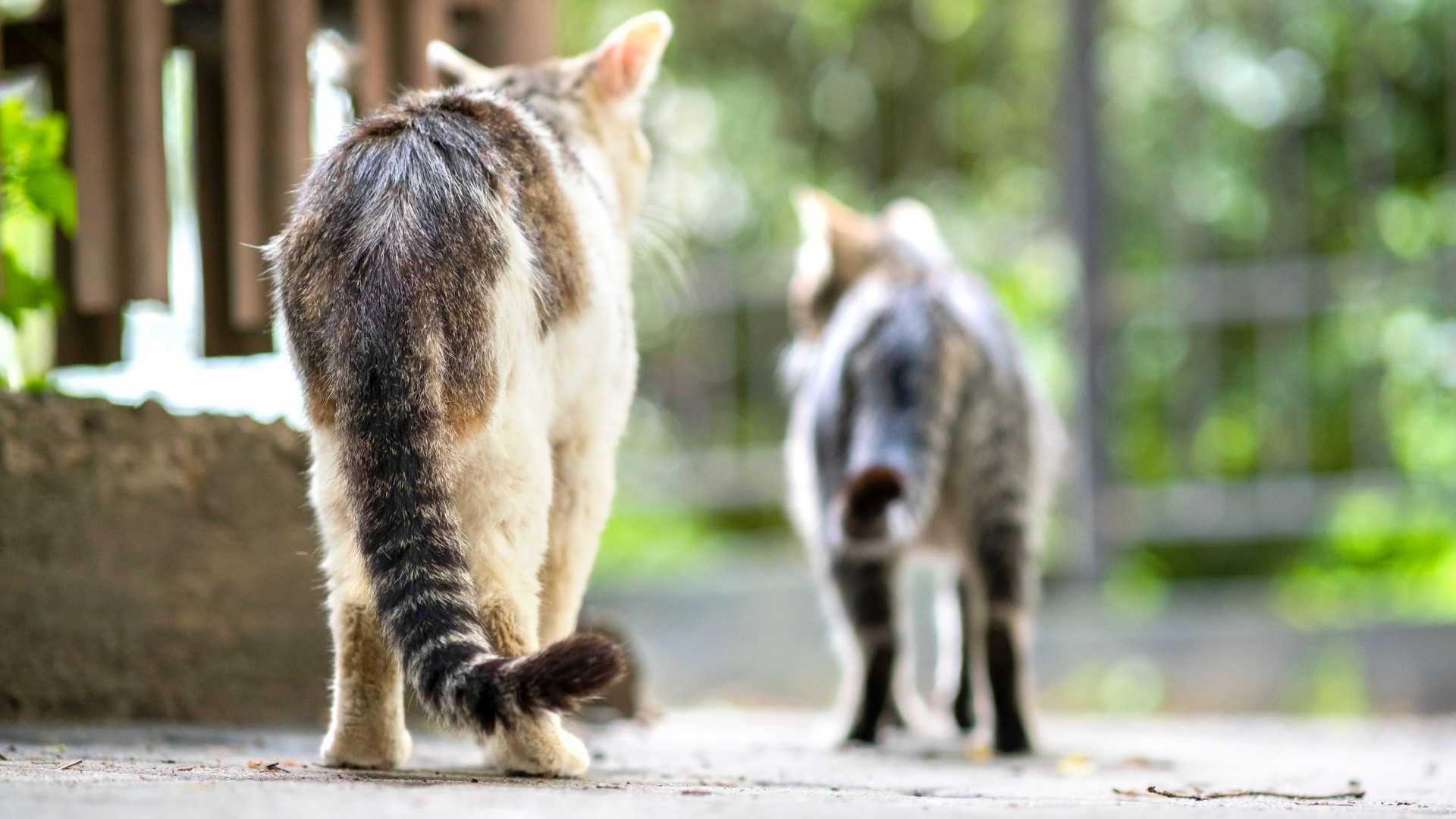 Enrichment For Your Cat