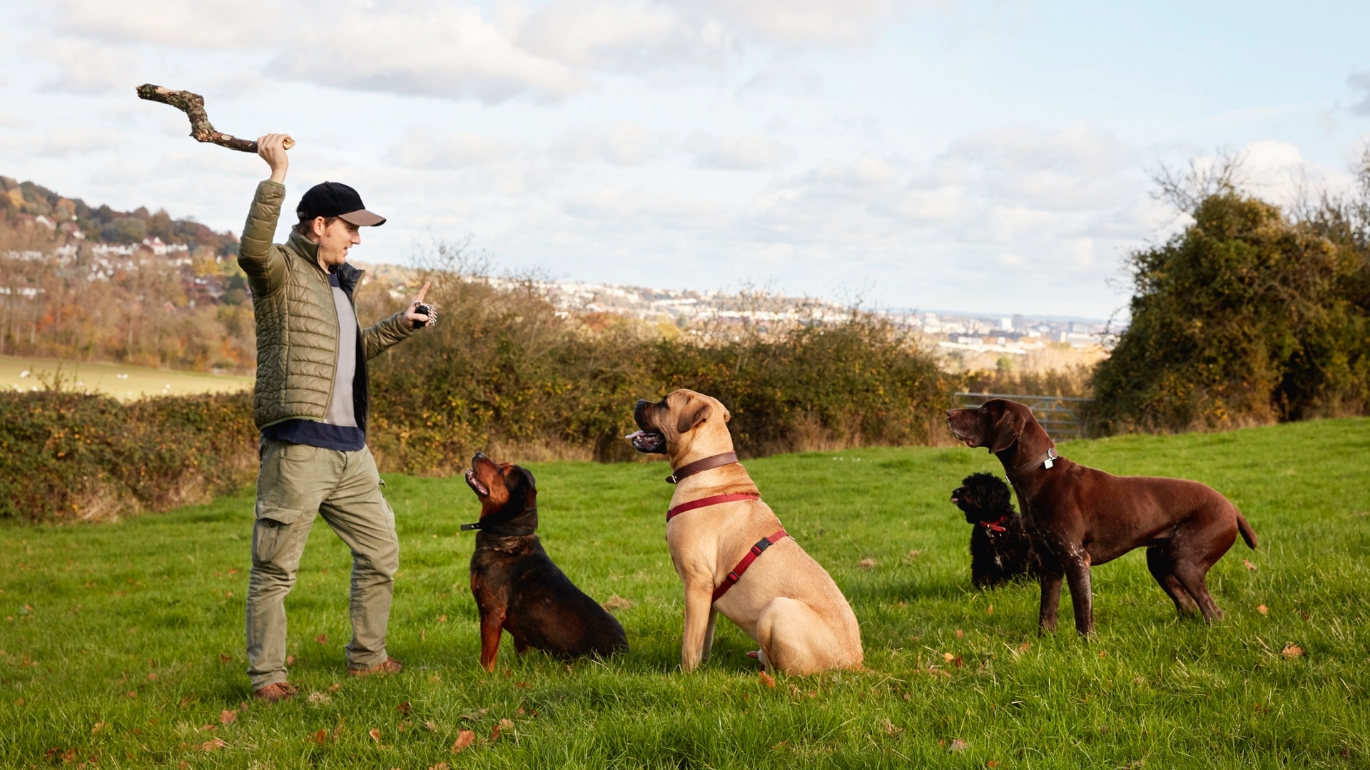 Professional Dog Training Titles, The significance of all those letters after some training and behavior professionals' names.