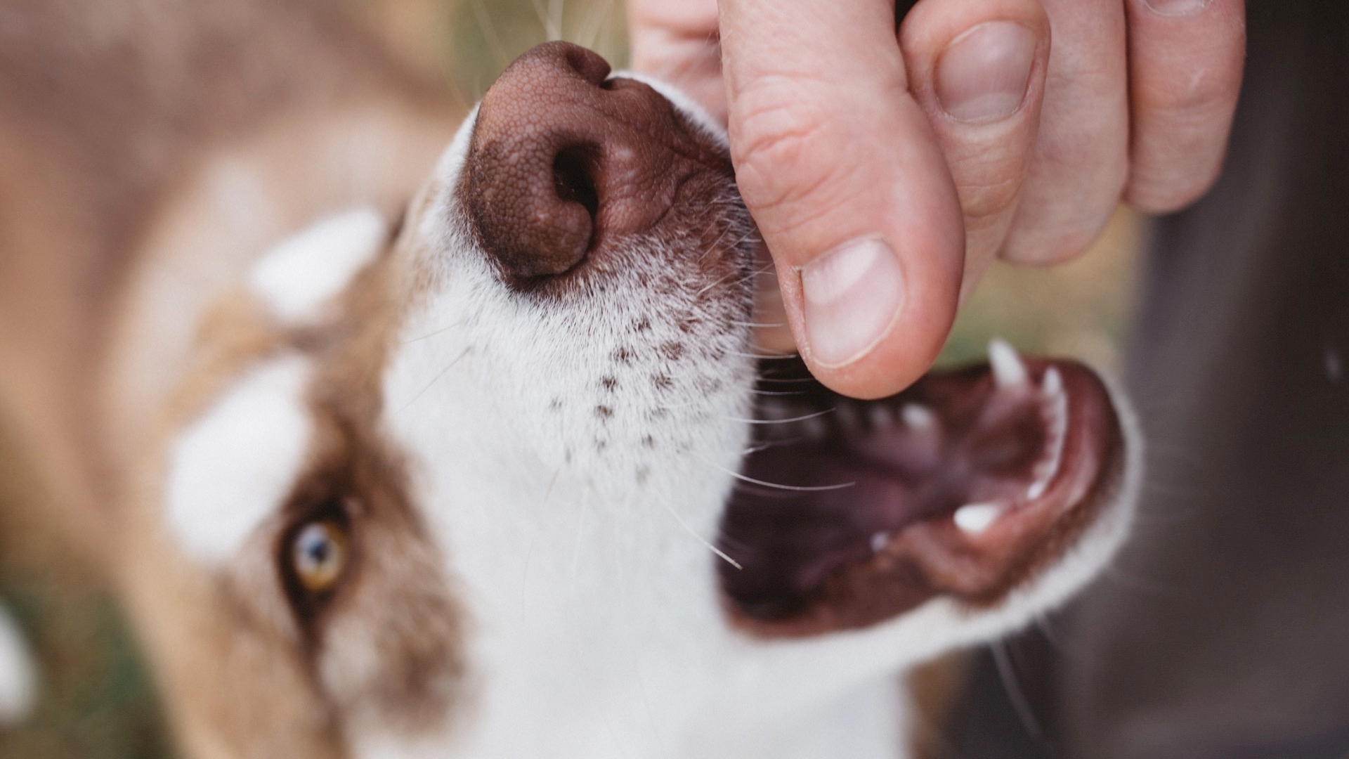 Epidemiology of Animal Bites