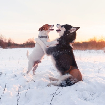 Introducing Dogs To Each Other