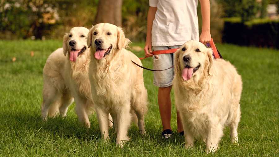 Leash Training Your Dog