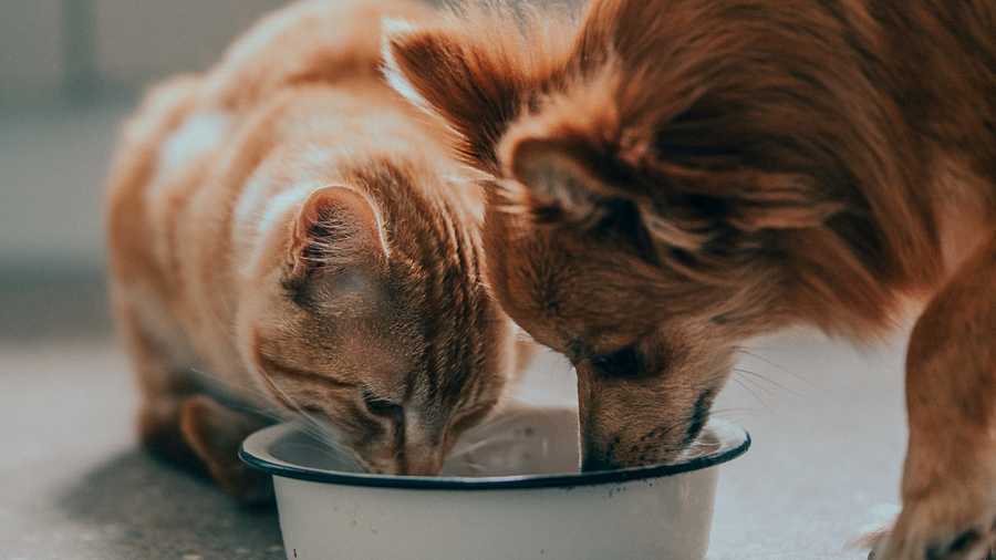 Cats, Dogs, And Human Food