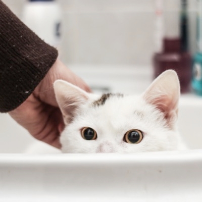 Training A Cat To Use A Litter Box