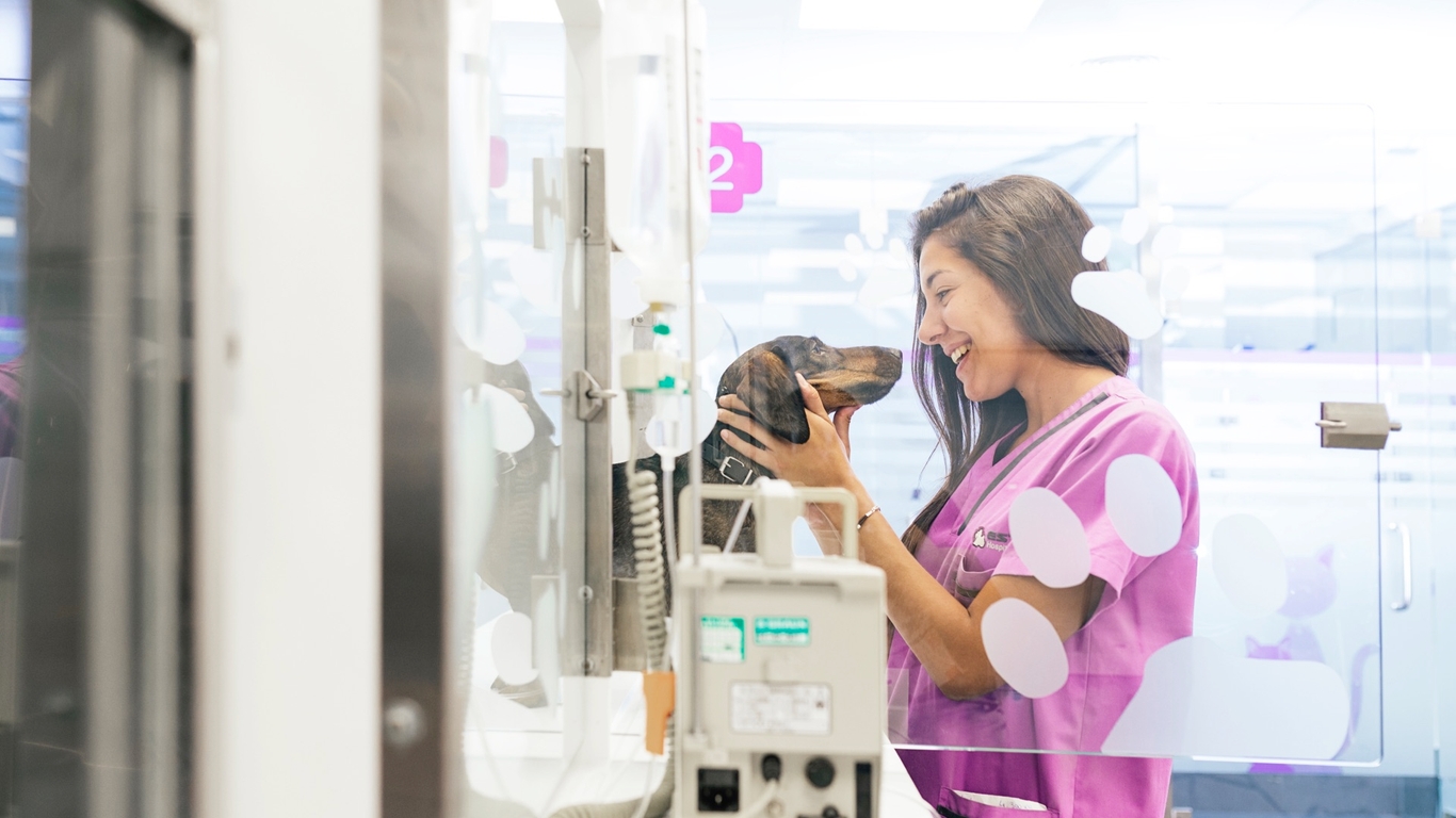 How to Find a Good Veterinarian for Your Furry Friend