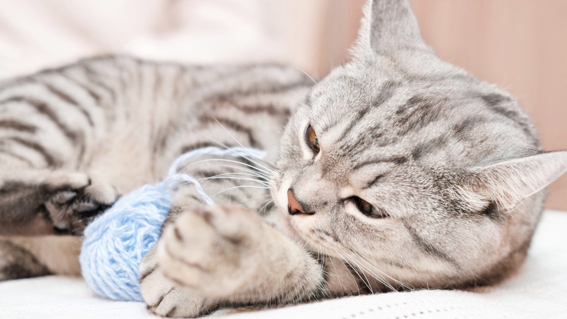 How To Keep Pet Cats Healthy