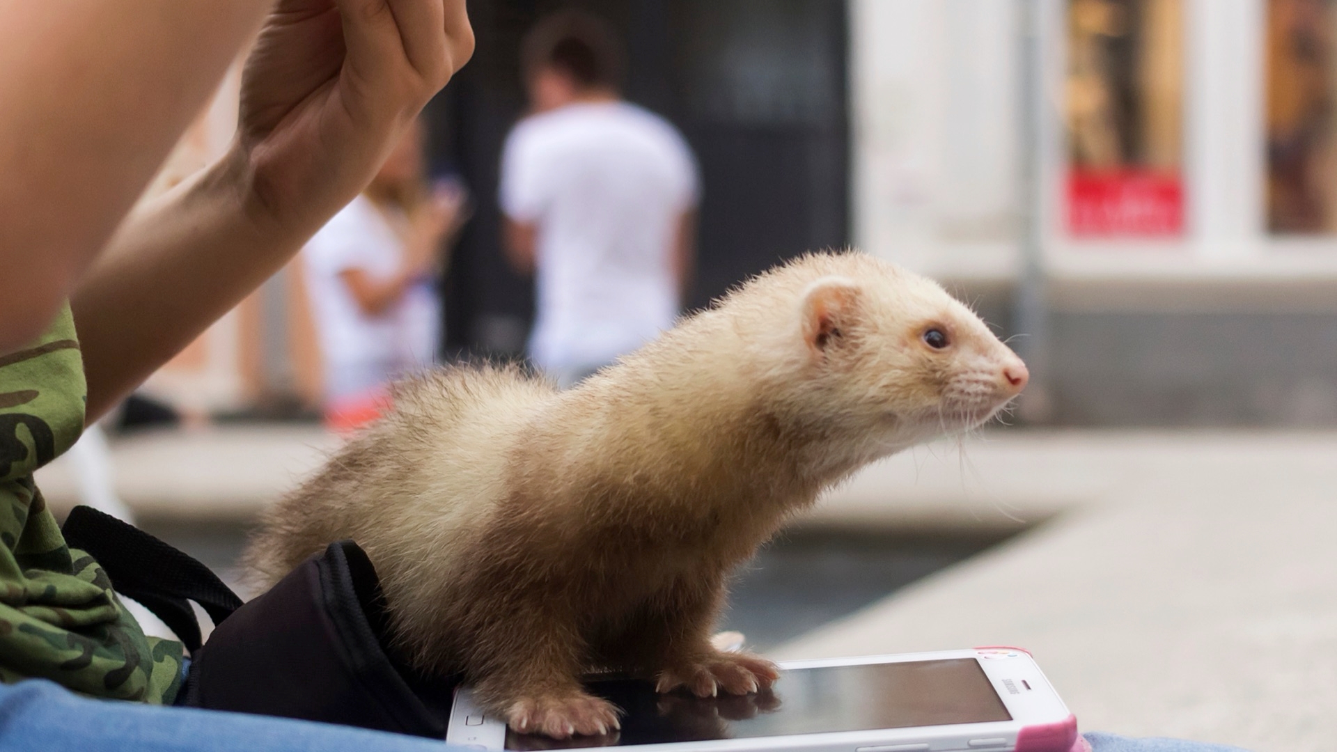 Common Ferret Diseases, Are You Considering A Ferret?