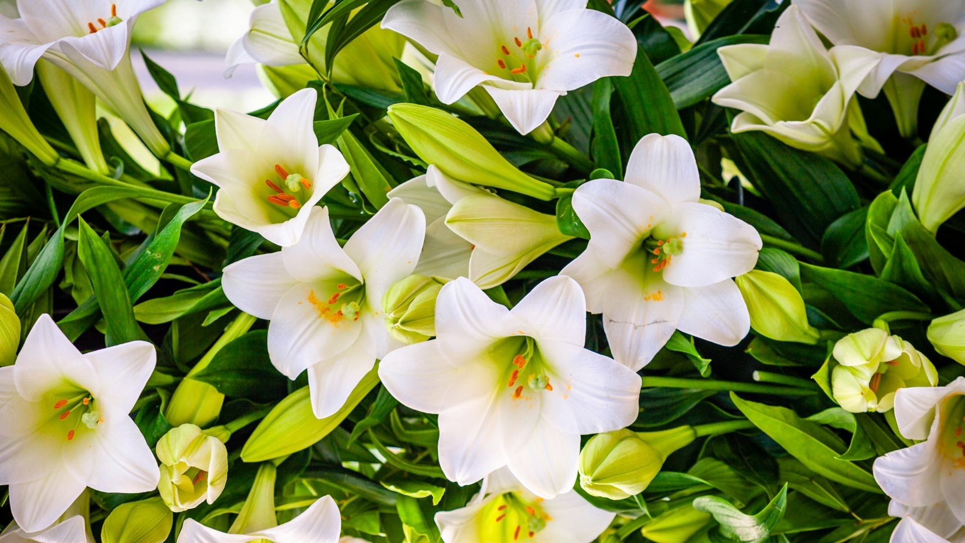 Keep Lilies Away From Your Cats