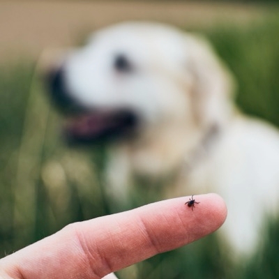 Safe Use Of Flea And Tick Products In Pets