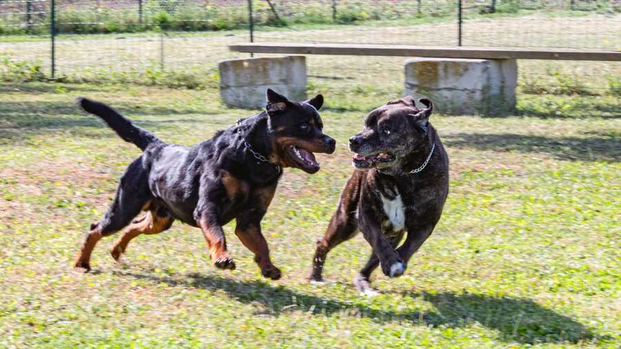 Preventing Dog Bites On Children