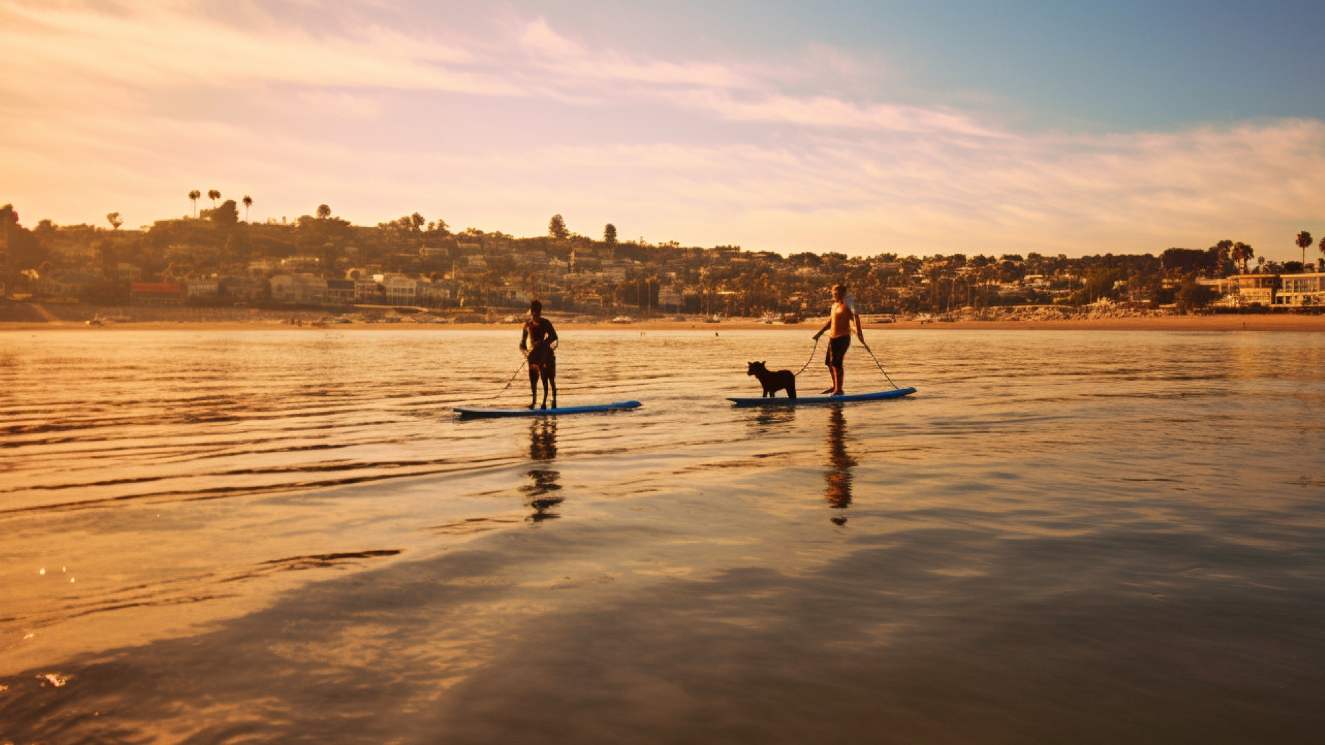 Fur-tastic Adventures: 7 Pet-Friendly Summer Destinations You Can't Miss!